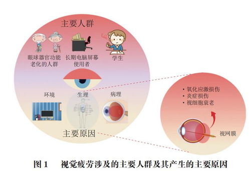類(lèi)胡蘿卜素類(lèi)原料在緩解視覺(jué)疲勞保健食品中的應(yīng)用研究進(jìn)展——基于北京聯(lián)合大學(xué)閆文杰教授團(tuán)隊(duì)的研究